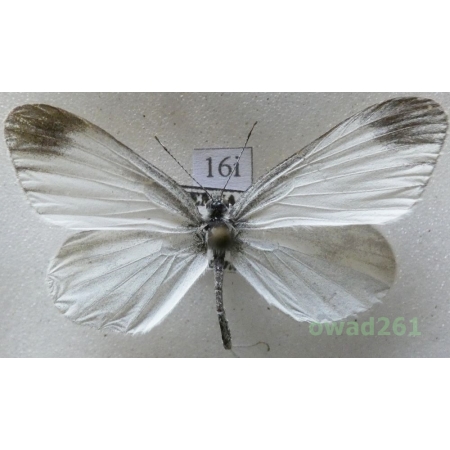 Leptidea sinapis (Linnaeus, 1758) Czech16i